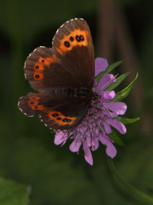 Erebia ligea - Arran Brown