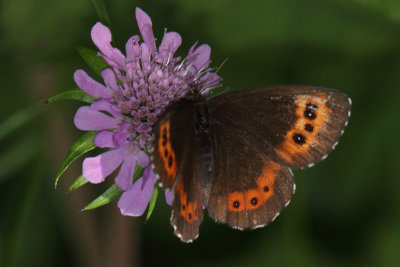 Erebia ligea - Arran Brown