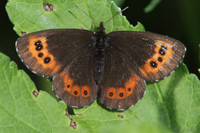 Erebia ligea - Arran Brown