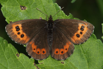 Erebia ligea - Arran Brown