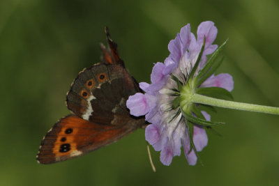 Erebia ligea - Arran Brown