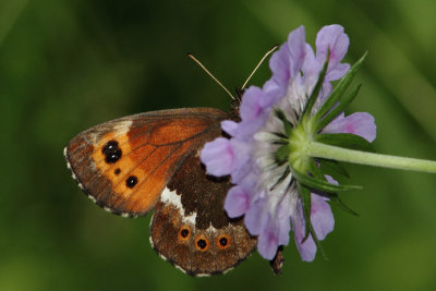 Erebia ligea - Arran Brown