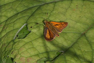 Ochlodes sylvanus - Large Skipper
