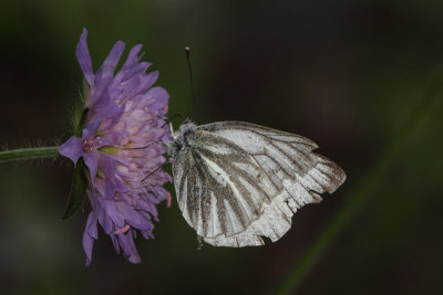 Piersis bryoniae - Mountain Green-veined White