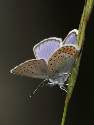Plebejus argus - Silver-studded Blue