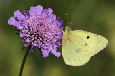 Colias alphacariensis - Berger's Clouded Yellow