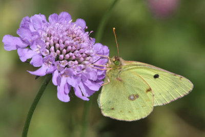 Colias alphacariensis - Berger's Clouded Yellow