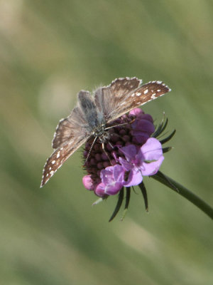 Pyrgus alveus - Large Grizzled Skipper