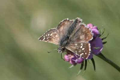 Pyrgus alveus - Large Grizzled Skipper