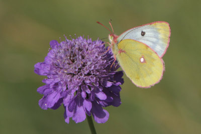 Colias phicomone - Mountain Clouded Yellow