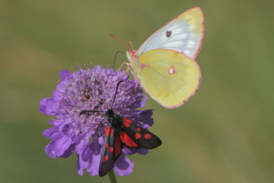 Colias phicomone - Mountain Clouded Yellow