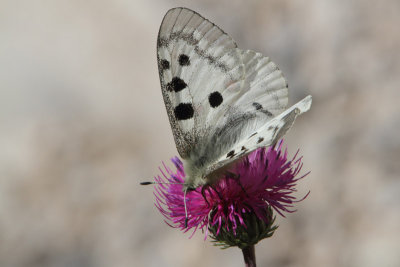 Parnassius apollo - Apollo