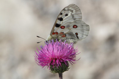Parnassius apollo - Apollo