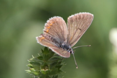 Aricia (artaxerxes?) agestis - (Northern?) Brown Argus