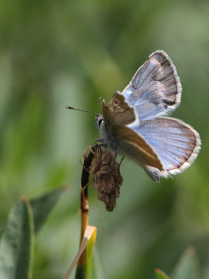 Polyommatus damon - Damon Blue