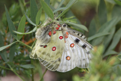 Parnassius apollo - Apollo