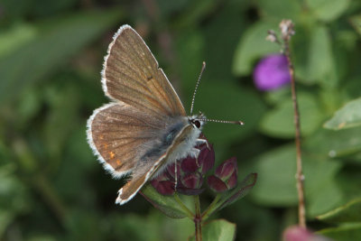 Aricia artaxerxes - Northern Brown Argus