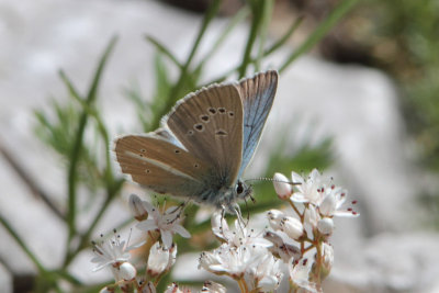 Polyommatus damon - Damon Blue