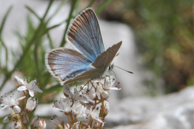 Polyommatus damon - Damon Blue