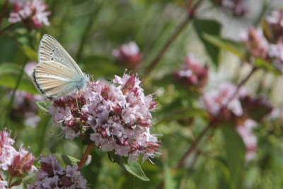 Polyommatus damon - Damon Blue
