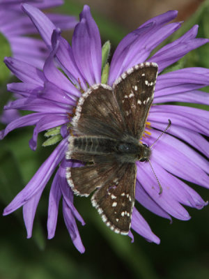 Pyrgus alveus - Large Grizzled Skipper