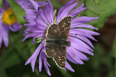 Pyrgus alveus - Large Grizzled Skipper
