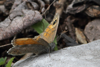 Lasiommata maera - Large Wall Brown