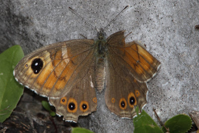 Lasiommata maera - Large Wall Brown