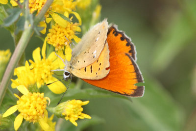 Lycaena virgaureae - Scarce Copper