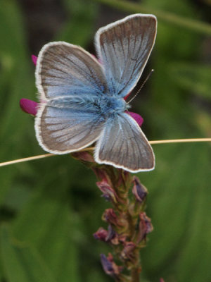 Polyommatus damon - Damon Blue