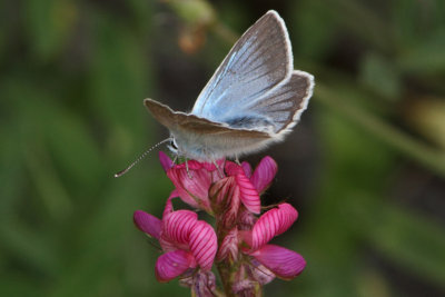 Polyommatus damon - Damon Blue