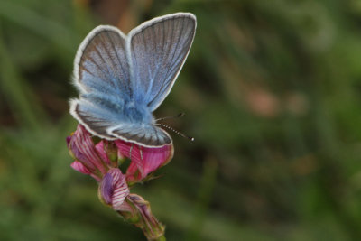 Polyommatus damon - Damon Blue