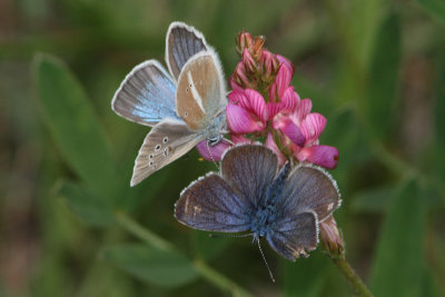 Polyommatus damon - Damon Blue