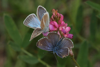 Polyommatus damon - Damon Blue