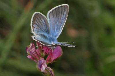 Polyommatus damon - Damon Blue