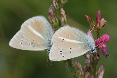 Polyommatus damon - Damon Blue