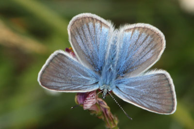 Polyommatus damon - Damon Blue