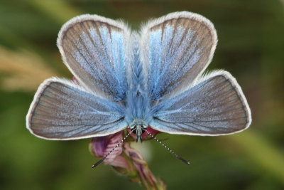 Polyommatus damon - Damon Blue