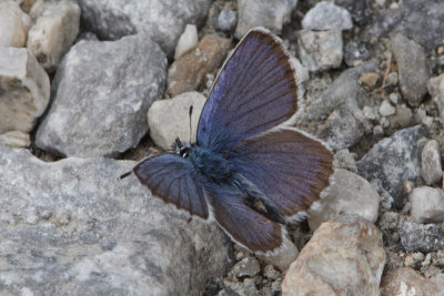 Plebejus argus - Silver-studded Blue