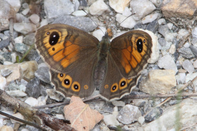 Lasiommata maera - Large Wall Brown