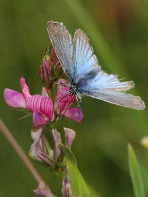 Polyommatus damon - Damon Blue