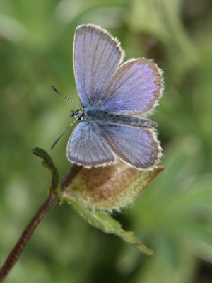 Plebejus argus - Silver-studded Blue