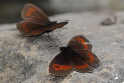 Erebia ligea - Arran Brown