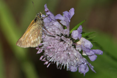 Ochlodes sylvanus - Large Skipper