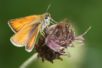 Thymelicus lineola - Essex Skipper