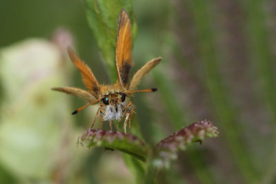 Thymelicus lineola - Essex Skipper