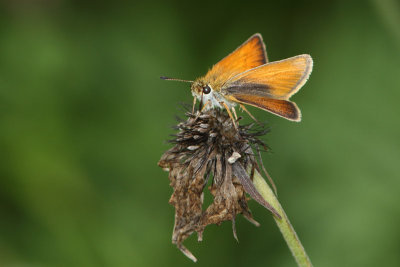 Thymelicus lineola - Essex Skipper