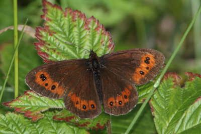 Erebia ligea - Arran Brown