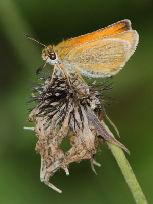 Thymelicus lineola - Essex Skipper