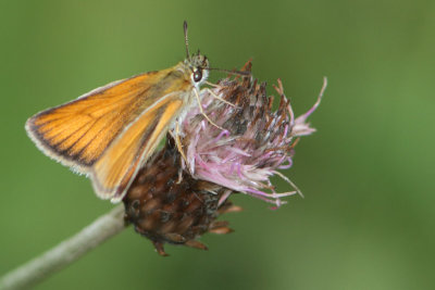 Thymelicus lineola - Essex Skipper